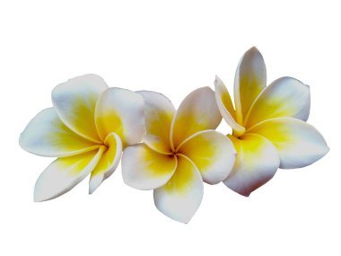 Beyaz arka planda izole Frangipani çiçeği. Tropik Frangipani çiçekleri. Endonezya 'da, Bali' de birçok Frangipani çiçeği vardır. Beyaz ve sarı karışımlı Plumeria çiçekleri