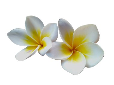 Beyaz arka planda izole Frangipani çiçeği. Tropik Frangipani çiçekleri. Endonezya 'da, Bali' de birçok Frangipani çiçeği vardır. Beyaz ve sarı karışımlı Plumeria çiçekleri