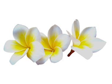 Beyaz arka planda izole Frangipani çiçeği. Tropik Frangipani çiçekleri. Endonezya 'da, Bali' de birçok Frangipani çiçeği vardır. Beyaz ve sarı karışımlı Plumeria çiçekleri