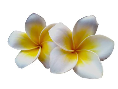 Beyaz arka planda izole Frangipani çiçeği. Tropik Frangipani çiçekleri. Endonezya 'da, Bali' de birçok Frangipani çiçeği vardır. Beyaz ve sarı karışımlı Plumeria çiçekleri