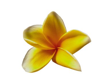 Beyaz arka planda izole Frangipani çiçeği. Tropik Frangipani çiçekleri. Endonezya 'da, Bali' de birçok Frangipani çiçeği vardır. Beyaz ve sarı karışımlı Plumeria çiçekleri