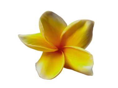 Beyaz arka planda izole Frangipani çiçeği. Tropik Frangipani çiçekleri. Endonezya 'da, Bali' de birçok Frangipani çiçeği vardır. Beyaz ve sarı karışımlı Plumeria çiçekleri