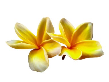 Beyaz arka planda izole Frangipani çiçeği. Tropik Frangipani çiçekleri. Endonezya 'da, Bali' de birçok Frangipani çiçeği vardır. Beyaz ve sarı karışımlı Plumeria çiçekleri