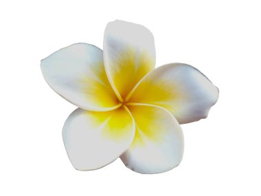 Beyaz arka planda izole Frangipani çiçeği. Tropik Frangipani çiçekleri. Endonezya 'da, Bali' de birçok Frangipani çiçeği vardır. Beyaz ve sarı karışımlı Plumeria çiçekleri