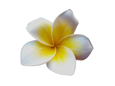 Beyaz arka planda izole Frangipani çiçeği. Tropik Frangipani çiçekleri. Endonezya 'da, Bali' de birçok Frangipani çiçeği vardır. Beyaz ve sarı karışımlı Plumeria çiçekleri