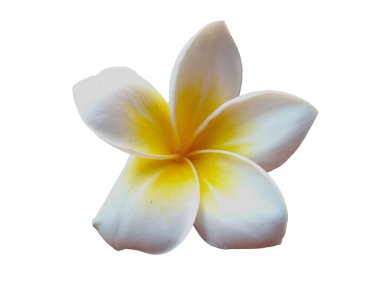 Beyaz arka planda izole Frangipani çiçeği. Tropik Frangipani çiçekleri. Endonezya 'da, Bali' de birçok Frangipani çiçeği vardır. Beyaz ve sarı karışımlı Plumeria çiçekleri