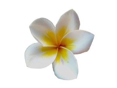 Beyaz arka planda izole Frangipani çiçeği. Tropik Frangipani çiçekleri. Endonezya 'da, Bali' de birçok Frangipani çiçeği vardır. Beyaz ve sarı karışımlı Plumeria çiçekleri