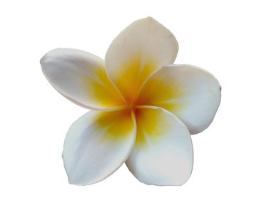 Beyaz arka planda izole Frangipani çiçeği. Tropik Frangipani çiçekleri. Endonezya 'da, Bali' de birçok Frangipani çiçeği vardır. Beyaz ve sarı karışımlı Plumeria çiçekleri