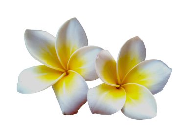 Beyaz arka planda izole Frangipani çiçeği. Tropik Frangipani çiçekleri. Endonezya 'da, Bali' de birçok Frangipani çiçeği vardır. Beyaz ve sarı karışımlı Plumeria çiçekleri