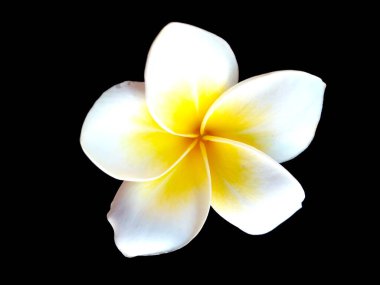 Frangipani çiçeği siyah arka planda izole edilmiş. Tropik Frangipani çiçekleri. Endonezya 'da, Bali' de birçok Frangipani çiçeği vardır. Beyaz ve sarı karışımlı Plumeria çiçekleri