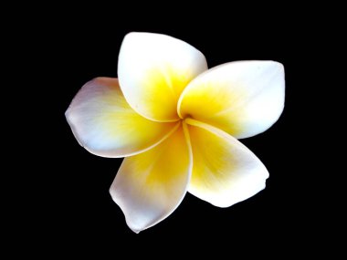 Frangipani çiçeği siyah arka planda izole edilmiş. Tropik Frangipani çiçekleri. Endonezya 'da, Bali' de birçok Frangipani çiçeği vardır. Beyaz ve sarı karışımlı Plumeria çiçekleri