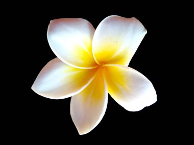 Frangipani çiçeği siyah arka planda izole edilmiş. Tropik Frangipani çiçekleri. Endonezya 'da, Bali' de birçok Frangipani çiçeği vardır. Beyaz ve sarı karışımlı Plumeria çiçekleri