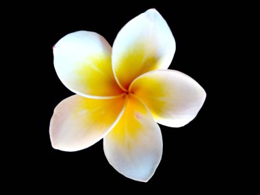 Frangipani çiçeği siyah arka planda izole edilmiş. Tropik Frangipani çiçekleri. Endonezya 'da, Bali' de birçok Frangipani çiçeği vardır. Beyaz ve sarı karışımlı Plumeria çiçekleri