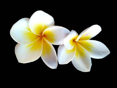 Frangipani çiçeği siyah arka planda izole edilmiş. Tropik Frangipani çiçekleri. Endonezya 'da, Bali' de birçok Frangipani çiçeği vardır. Beyaz ve sarı karışımlı Plumeria çiçekleri