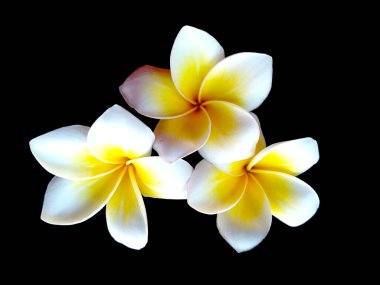 Frangipani çiçeği siyah arka planda izole edilmiş. Tropik Frangipani çiçekleri. Endonezya 'da, Bali' de birçok Frangipani çiçeği vardır. Beyaz ve sarı karışımlı Plumeria çiçekleri