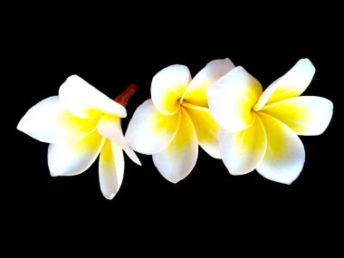 Frangipani çiçeği siyah arka planda izole edilmiş. Tropik Frangipani çiçekleri. Endonezya 'da, Bali' de birçok Frangipani çiçeği vardır. Beyaz ve sarı karışımlı Plumeria çiçekleri