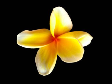 Frangipani çiçeği siyah arka planda izole edilmiş. Tropik Frangipani çiçekleri. Endonezya 'da, Bali' de birçok Frangipani çiçeği vardır. Beyaz ve sarı karışımlı Plumeria çiçekleri