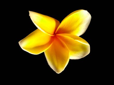 Frangipani çiçeği siyah arka planda izole edilmiş. Tropik Frangipani çiçekleri. Endonezya 'da, Bali' de birçok Frangipani çiçeği vardır. Beyaz ve sarı karışımlı Plumeria çiçekleri