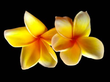 Frangipani çiçeği siyah arka planda izole edilmiş. Tropik Frangipani çiçekleri. Endonezya 'da, Bali' de birçok Frangipani çiçeği vardır. Beyaz ve sarı karışımlı Plumeria çiçekleri