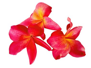 Beyaz arka planda izole Frangipani çiçeği. Tropik Frangipani çiçekleri. Endonezya 'da, Bali' de birçok Frangipani çiçeği vardır. Kırmızı, beyaz, pembe ve sarı karışımlı Plumeria çiçekleri. )