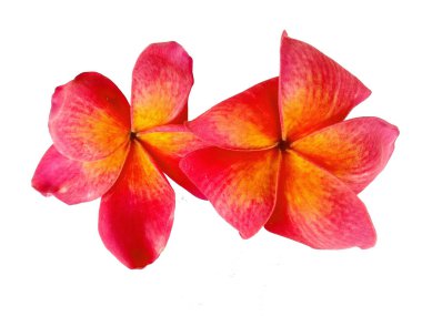 Beyaz arka planda izole Frangipani çiçeği. Tropik Frangipani çiçekleri. Endonezya 'da, Bali' de birçok Frangipani çiçeği vardır. Kırmızı, beyaz, pembe ve sarı karışımlı Plumeria çiçekleri. )