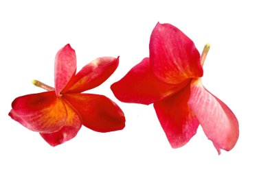 Beyaz arka planda izole Frangipani çiçeği. Tropik Frangipani çiçekleri. Endonezya 'da, Bali' de birçok Frangipani çiçeği vardır. Kırmızı, beyaz, pembe ve sarı karışımlı Plumeria çiçekleri. )