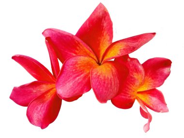 Beyaz arka planda izole Frangipani çiçeği. Tropik Frangipani çiçekleri. Endonezya 'da, Bali' de birçok Frangipani çiçeği vardır. Kırmızı, beyaz, pembe ve sarı karışımlı Plumeria çiçekleri. )