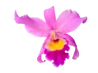 Güzel mor Cattleya Orkide çiçekleri, beyaz arka planda izole. Endonezya, Bali 'de birçok orkide çiçeği vardır. Sarı ve mor / mor karışımlı Bunga Anggrek veya Orkide çiçekleri