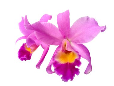 Güzel mor Cattleya Orkide çiçekleri, beyaz arka planda izole. Endonezya, Bali 'de birçok orkide çiçeği vardır. Sarı ve mor / mor karışımlı Bunga Anggrek veya Orkide çiçekleri