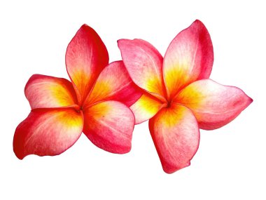 Plumeria çiçeği beyaz arka planda izole edilmiş. Beyaz arka planda izole edilmiş frangipani çiçekleri. Bu resim Bali Endonezya 'daki plumeria çiçekleri.