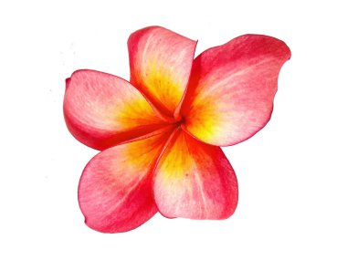 Plumeria çiçeği beyaz arka planda izole edilmiş. Beyaz arka planda izole edilmiş frangipani çiçekleri. Bu resim Bali Endonezya 'daki plumeria çiçekleri.