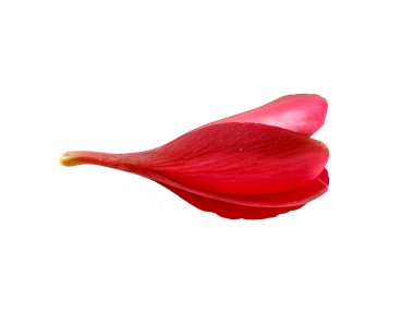 Plumeria çiçeği beyaz arka planda izole edilmiş. Beyaz arka planda izole edilmiş frangipani çiçekleri. Bu resim Bali Endonezya 'daki plumeria çiçekleri.