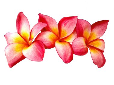 Plumeria çiçeği beyaz arka planda izole edilmiş. Beyaz arka planda izole edilmiş frangipani çiçekleri. Bu resim Bali Endonezya 'daki plumeria çiçekleri.