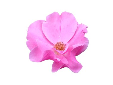 Pembe gül beyaz arka planda izole edilmiş. Çiçek çerçevesi ya da diğer süslemeler için güzel güller