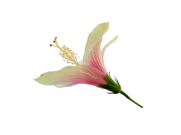 stock image Hibiscus Cultivation flower isolated on white background. Pink flower for flower frame or other decoration