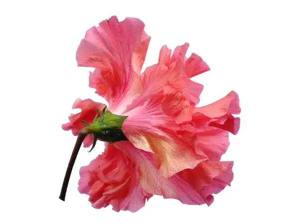 stock image Hibiscus Cultivation flower isolated on white background. Pink flower for flower frame or other decoration