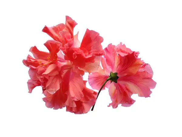 stock image Hibiscus Cultivation flower isolated on white background. Pink flower for flower frame or other decoration
