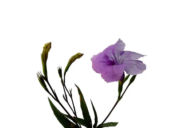 Mandevilla Sanderi çiçeği beyaz arka planda izole edilmiş. Çiçek çerçevesi veya diğer süslemeler için mor çiçek