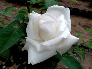 Bahçedeki beyaz gül çiçeği. Bedugul Bali, Endonezya 'nın botanik bahçesinde açan güller. ( Kebun Raya Eka Karya Bali )