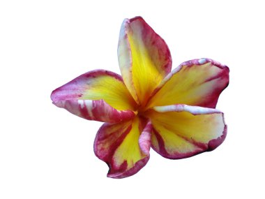 Beyaz arka planda izole Frangipani çiçeği. Tropik Frangipani çiçekleri. Endonezya 'da, Bali' de birçok Frangipani çiçeği vardır. Kırmızı, beyaz, pembe ve sarı karışımlı Plumeria çiçekleri