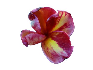 Beyaz arka planda izole Frangipani çiçeği. Tropik Frangipani çiçekleri. Endonezya 'da, Bali' de birçok Frangipani çiçeği vardır. Kırmızı, beyaz, pembe ve sarı karışımlı Plumeria çiçekleri