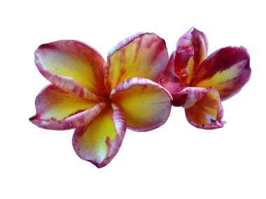 Beyaz arka planda izole Frangipani çiçeği. Tropik Frangipani çiçekleri. Endonezya 'da, Bali' de birçok Frangipani çiçeği vardır. Kırmızı, beyaz, pembe ve sarı karışımlı Plumeria çiçekleri