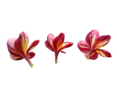 Beyaz arka planda izole Frangipani çiçeği. Tropik Frangipani çiçekleri. Endonezya 'da, Bali' de birçok Frangipani çiçeği vardır. Kırmızı, beyaz, pembe ve sarı karışımlı Plumeria çiçekleri