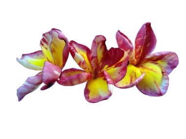 Beyaz arka planda izole Frangipani çiçeği. Tropik Frangipani çiçekleri. Endonezya 'da, Bali' de birçok Frangipani çiçeği vardır. Kırmızı, beyaz, pembe ve sarı karışımlı Plumeria çiçekleri