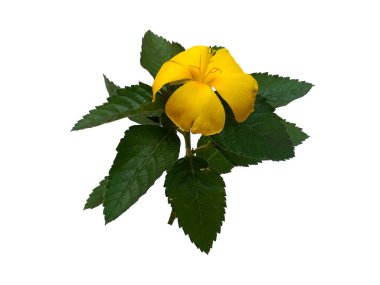 Beyaz arka planda izole edilmiş Allamanda katranka çiçeği. Çiçek çerçevesi veya diğer süslemeler için sarı çiçek