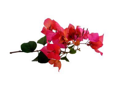 Bougainvillea çiçeği beyaz arka planda izole edilmiş. Çiçek çerçevesi veya diğer süslemeler için çiçek