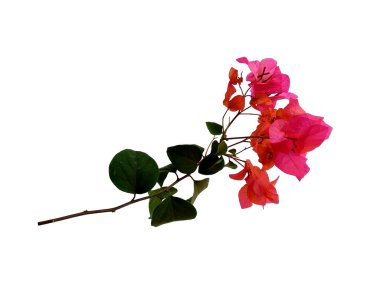 Bougainvillea çiçeği beyaz arka planda izole edilmiş. Çiçek çerçevesi veya diğer süslemeler için çiçek