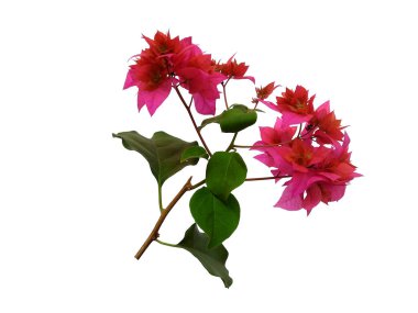 Bougainvillea çiçeği beyaz arka planda izole edilmiş. Çiçek çerçevesi veya diğer süslemeler için çiçek