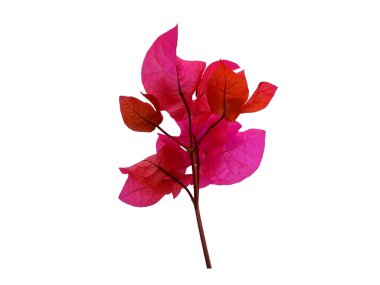 Bougainvillea çiçeği beyaz arka planda izole edilmiş. Çiçek çerçevesi veya diğer süslemeler için çiçek