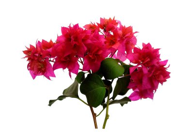 Bougainvillea çiçeği beyaz arka planda izole edilmiş. Çiçek çerçevesi veya diğer süslemeler için çiçek